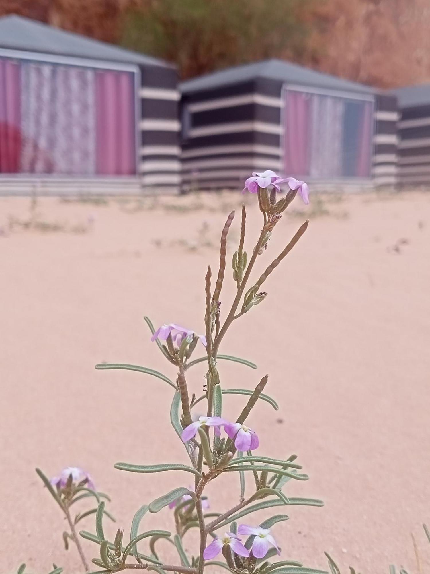 Shahrazad Desert, 瓦迪拉姆 客房 照片